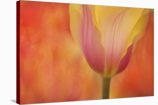 Maine, Harpswell. Tulip on Textured Background-Jaynes Gallery-Stretched Canvas