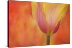 Maine, Harpswell. Tulip on Textured Background-Jaynes Gallery-Stretched Canvas