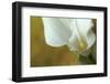 Maine, Harpswell. White Calla Lily-Jaynes Gallery-Framed Photographic Print