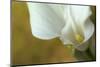 Maine, Harpswell. White Calla Lily-Jaynes Gallery-Mounted Photographic Print