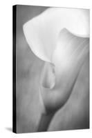 Maine, Harpswell. White Calla Lily-Jaynes Gallery-Stretched Canvas