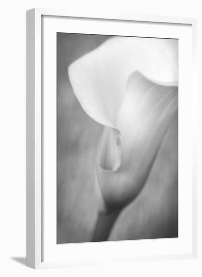 Maine, Harpswell. White Calla Lily-Jaynes Gallery-Framed Photographic Print