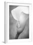 Maine, Harpswell. White Calla Lily-Jaynes Gallery-Framed Photographic Print