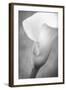 Maine, Harpswell. White Calla Lily-Jaynes Gallery-Framed Photographic Print