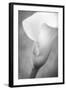 Maine, Harpswell. White Calla Lily-Jaynes Gallery-Framed Photographic Print