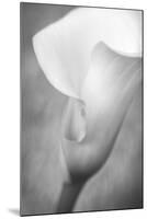 Maine, Harpswell. White Calla Lily-Jaynes Gallery-Mounted Photographic Print