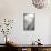 Maine, Harpswell. White Calla Lily-Jaynes Gallery-Mounted Photographic Print displayed on a wall