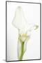 Maine, Harpswell. White Calla Lily-Jaynes Gallery-Mounted Photographic Print