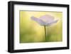 Maine, Harpswell. White Poppy-Jaynes Gallery-Framed Photographic Print