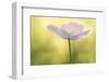 Maine, Harpswell. White Poppy-Jaynes Gallery-Framed Photographic Print