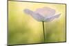 Maine, Harpswell. White Poppy-Jaynes Gallery-Mounted Photographic Print