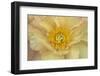 Maine, Harpswell. Yellow Peony-Jaynes Gallery-Framed Photographic Print