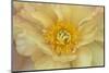 Maine, Harpswell. Yellow Peony-Jaynes Gallery-Mounted Photographic Print