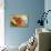 Maine Lobster and Corn on the Cob-Jon Hicks-Stretched Canvas displayed on a wall