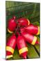 Maine, Mt. Desert Island, Bernard, Lobster Buoys-Walter Bibikow-Mounted Photographic Print