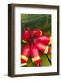 Maine, Mt. Desert Island, Bernard, Lobster Buoys-Walter Bibikow-Framed Photographic Print