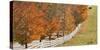 Maine, Pownal. Fenceline and Cow-Jaynes Gallery-Stretched Canvas