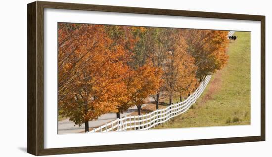 Maine, Pownal. Fenceline and Cow-Jaynes Gallery-Framed Photographic Print