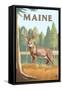 Maine - White Tailed Deer-Lantern Press-Framed Stretched Canvas