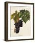 Maiolet Grape-A. Kreyder-Framed Giclee Print