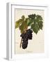 Maiolet Grape-A. Kreyder-Framed Giclee Print