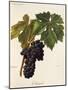 Maiolet Grape-A. Kreyder-Mounted Giclee Print