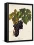 Maiolet Grape-A. Kreyder-Framed Stretched Canvas