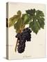 Maiolet Grape-A. Kreyder-Stretched Canvas