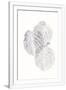 Gramercy White
