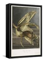 Mais, Ble De Turquie, from Fleurs Dessinees D'Apres Nature, C. 1800-Gerard Van Spaendonck-Framed Stretched Canvas