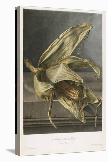 Mais, Ble De Turquie, from Fleurs Dessinees D'Apres Nature, C. 1800-Gerard Van Spaendonck-Stretched Canvas