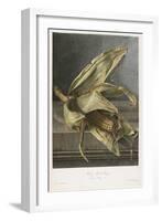 Mais, Ble De Turquie, from Fleurs Dessinees D'Apres Nature, C. 1800-Gerard Van Spaendonck-Framed Giclee Print