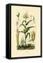 Maize, 1833-39-null-Framed Stretched Canvas