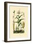 Maize, 1833-39-null-Framed Premium Giclee Print