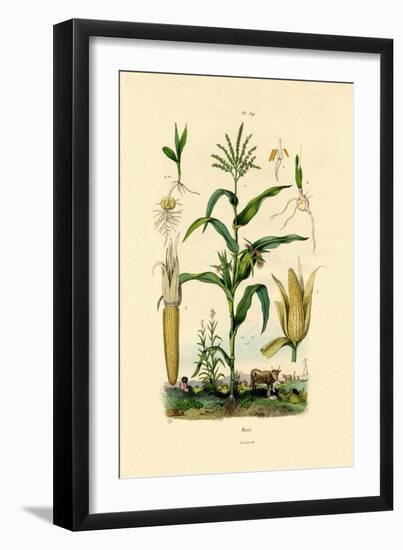 Maize, 1833-39-null-Framed Premium Giclee Print