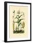 Maize, 1833-39-null-Framed Premium Giclee Print