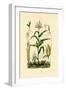 Maize, 1833-39-null-Framed Premium Giclee Print