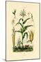 Maize, 1833-39-null-Mounted Premium Giclee Print