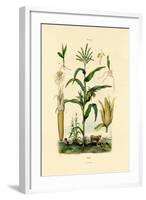 Maize, 1833-39-null-Framed Giclee Print