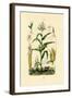 Maize, 1833-39-null-Framed Giclee Print