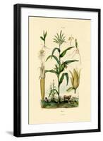 Maize, 1833-39-null-Framed Giclee Print