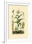 Maize, 1833-39-null-Framed Giclee Print