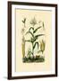 Maize, 1833-39-null-Framed Giclee Print