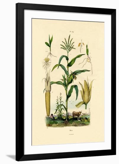 Maize, 1833-39-null-Framed Giclee Print