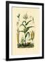 Maize, 1833-39-null-Framed Giclee Print