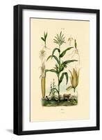 Maize, 1833-39-null-Framed Giclee Print