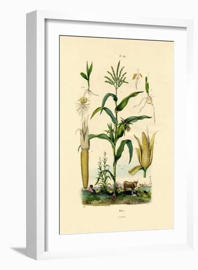 Maize, 1833-39-null-Framed Giclee Print