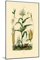 Maize, 1833-39-null-Mounted Giclee Print