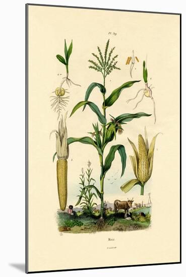 Maize, 1833-39-null-Mounted Giclee Print