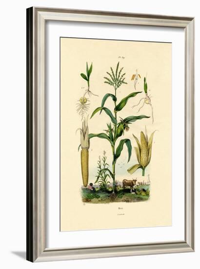 Maize, 1833-39-null-Framed Giclee Print